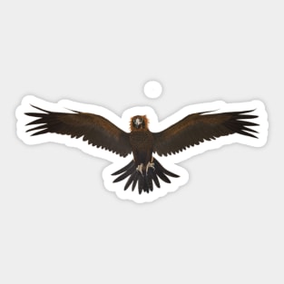 Australian Wedge-Tailed Eagle Sticker